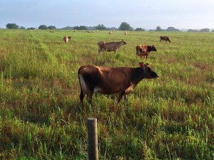 Cows 4410CAE5-040D-49D8-8BD8-08B794C7451B